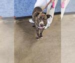 Small American Pit Bull Terrier-Plott Hound Mix