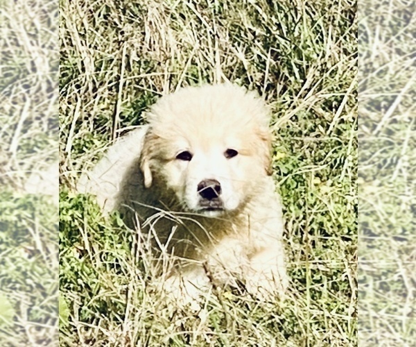 Medium Photo #4 Great Pyrenees-Pyredoodle Mix Puppy For Sale in SPARKS, GA, USA