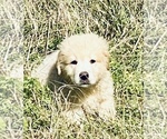 Small #3 Great Pyrenees-Pyredoodle Mix