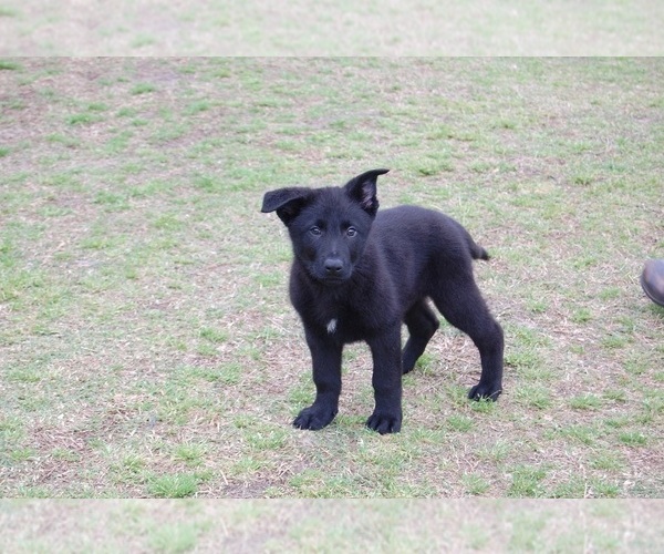 Medium Photo #1 German Shepherd Dog Puppy For Sale in BEULAVILLE, NC, USA