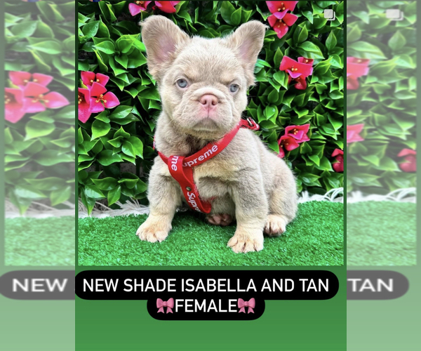 Medium Photo #4 French Bulldog Puppy For Sale in AGOURA HILLS, CA, USA
