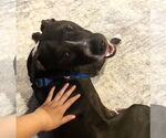 Small #3 American Staffordshire Terrier Mix