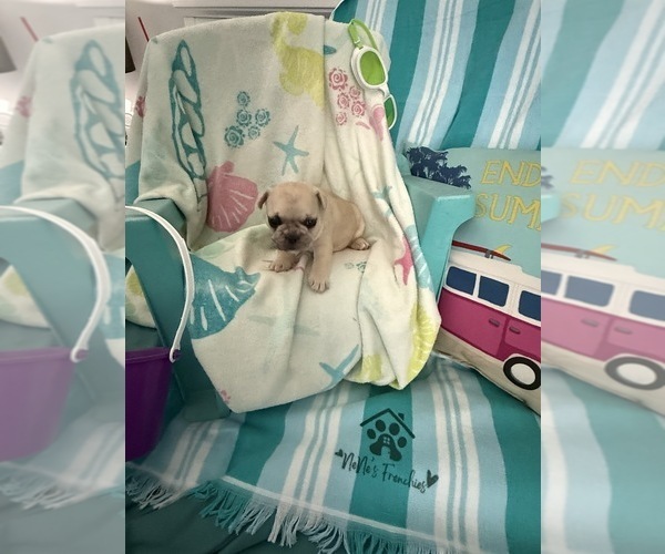 Medium Photo #4 French Bulldog Puppy For Sale in OPP, AL, USA