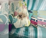 Small #3 French Bulldog