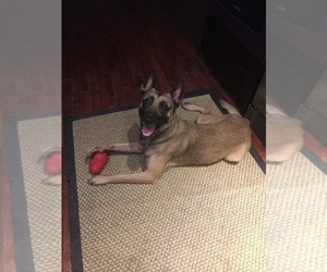 Father of the Belgian Malinois puppies born on 06/24/2022