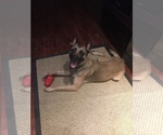 Small Photo #1 Belgian Malinois Puppy For Sale in HOUSTON, TX, USA