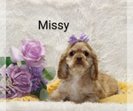 Puppy Missy Cocker Spaniel