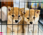 Small Photo #5 Shiba Inu Puppy For Sale in FREMONT, CA, USA