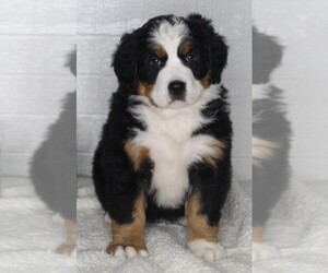 Bernese Mountain Dog Puppy for sale in FREDERICKSBURG, OH, USA