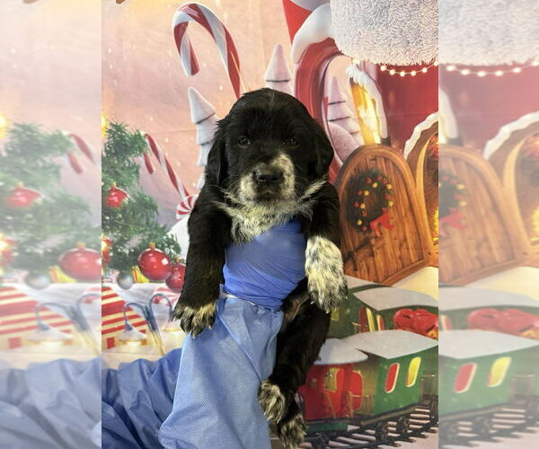 Medium Photo #2 Catahoula Leopard Dog-Labrador Retriever Mix Puppy For Sale in New York, NY, USA