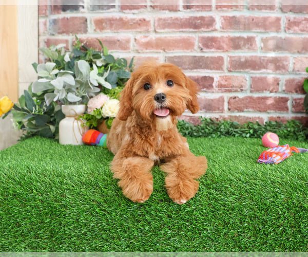 Medium Photo #1 Cavapoo (Miniature) Puppy For Sale in SYRACUSE, IN, USA