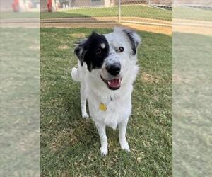 Australian Shepherd-Unknown Mix Dogs for adoption in Plano, TX, USA