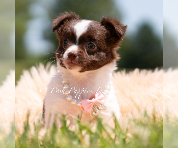 Medium Photo #20 Chihuahua Puppy For Sale in WARSAW, IN, USA