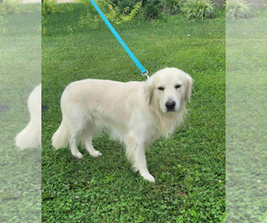 Father of the Golden Retriever puppies born on 10/25/2025