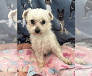 Maltese-Unknown Mix Dogs for adoption in Pacolet, SC, USA