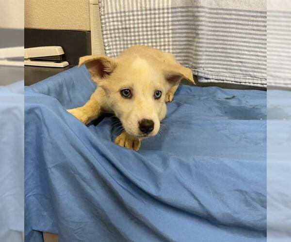 Medium Photo #1 Siberian Husky Puppy For Sale in Modesto, CA, USA