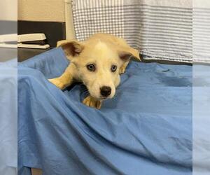 Siberian Husky Dogs for adoption in Modesto, CA, USA