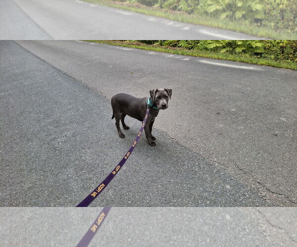 Medium Photo #11 American Pit Bull Terrier-Unknown Mix Puppy For Sale in Sebec, ME, USA