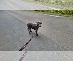 Small #10 American Pit Bull Terrier Mix