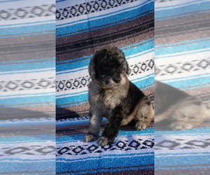 Labradoodle Dog for Adoption in CORPUS CHRISTI, Texas USA