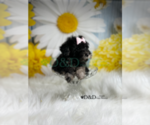 Small Photo #2 YorkiePoo Puppy For Sale in RIPLEY, MS, USA