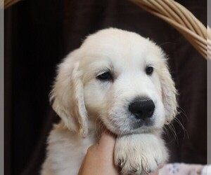 English Cream Golden Retriever Litter for sale in LANCASTER, WI, USA