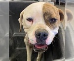 Small #3 American Pit Bull Terrier Mix