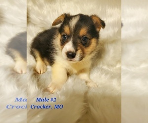 Pembroke Welsh Corgi Puppy for sale in RICHLAND, MO, USA