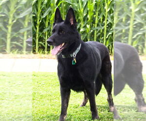 German Shepherd Dog Dogs for adoption in Evansville, IN, USA