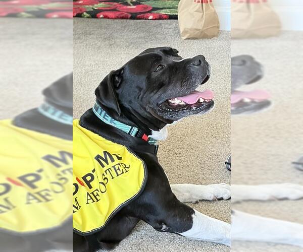 Medium Photo #2 Mutt Puppy For Sale in Chula Vista, CA, USA