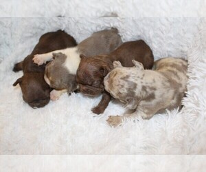 French Bulldog Puppy for sale in CHANDLER, AZ, USA