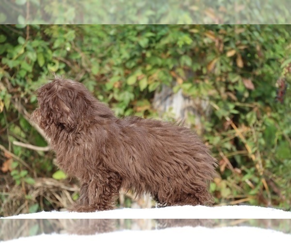 Medium Photo #25 ShihPoo Puppy For Sale in DYERSBURG, TN, USA