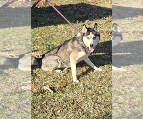 Medium Photo #2 Siberian Husky Puppy For Sale in Rustburg, VA, USA