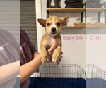 Small #2 Australian Terrier-German Shepherd Dog Mix