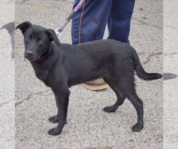 Medium Photo #2 German Shepherd Dog-Unknown Mix Puppy For Sale in Huntley, IL, USA