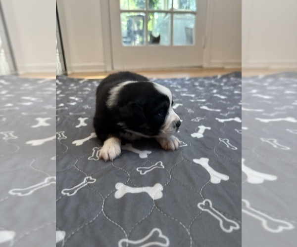 Medium Photo #10 Australian Shepherd Puppy For Sale in SALISBURY, NC, USA