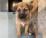 Small #1 German Shepherd Dog Mix
