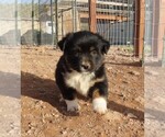 Small Photo #3 Miniature Australian Shepherd Puppy For Sale in WITTMANN, AZ, USA