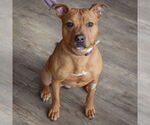Small #4 American Staffordshire Terrier-Boxer Mix