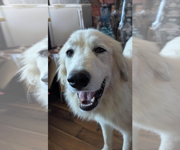 Medium Photo #1 Great Pyrenees Puppy For Sale in Croydon, NH, USA