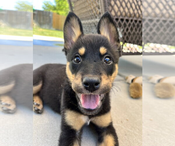 Medium Photo #2 Mutt Puppy For Sale in Sandy, UT, USA