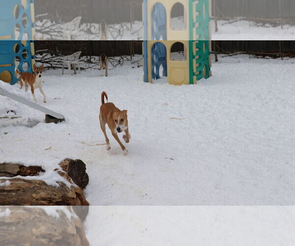 Medium Photo #15 Saluki-Whippet Mix Puppy For Sale in Sebec, ME, USA