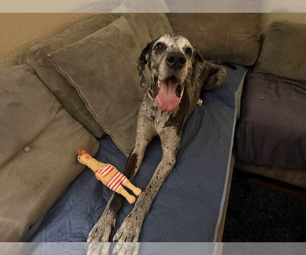 Medium Photo #7 Great Dane Puppy For Sale in Bullard, TX, USA