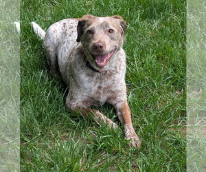 Dallas - *COURTESY LISTING* - Male Pointer-Unknown Mix Dog for Adoption - Photo #4