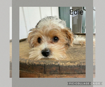 Puppy Puppy 3 Edie YorkiePoo