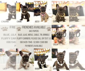 French Bulldog Puppy for sale in BAKERSFIELD, CA, USA