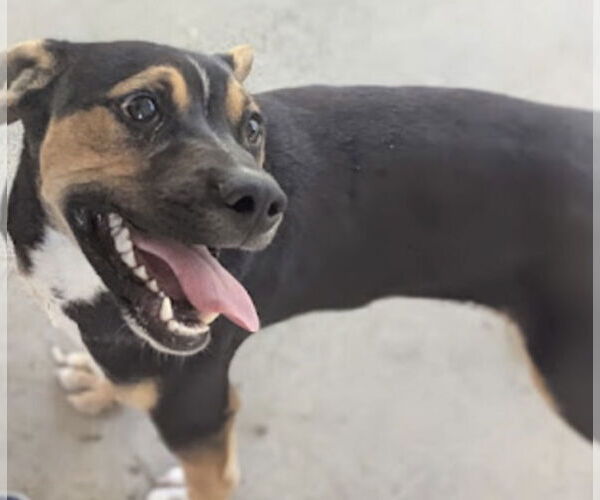 Medium Photo #3 Mutt Puppy For Sale in Pottstown, PA, USA