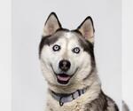 Small #1 Siberian Husky