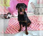 Small Photo #3 Rottweiler Puppy For Sale in Houston, TX, USA