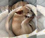 Small #2 Chihuahua Mix